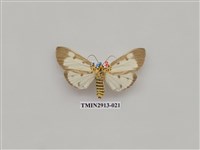 藏品(夜蛾7)的圖片